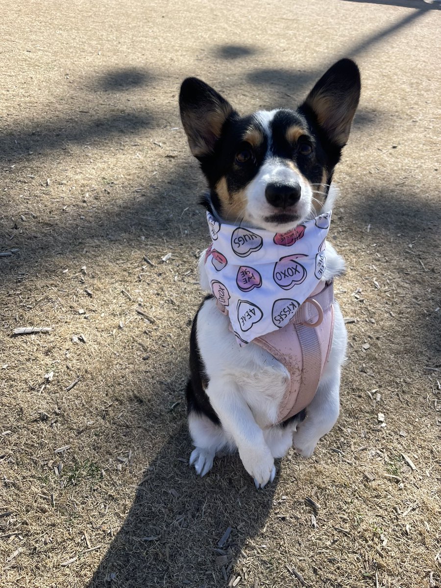 rinthecorgi's tweet photo. “I dreamed that I was a meerkat” 🐶

#puppy #pembroke #cardigan #corgicrew #corgi #teamcorgi #photogenic #aloha #cute #cutie #sincity #lasvegas #vegas #Wednesday #humpday https://t.co/aB62GXnjGG