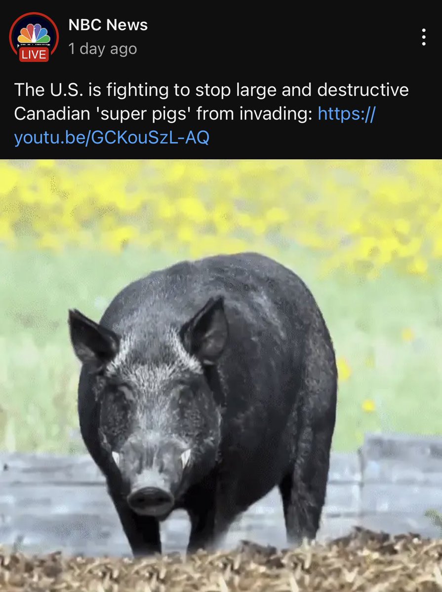 yarpegleg's tweet photo. Oh, Canada! Not the nice neighbor we thought you were … #SuperPigs https://t.co/z1eIeChBIT