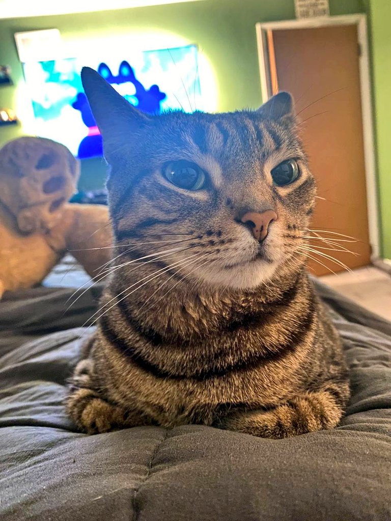 Calypso on Twitter "My favorite things to sit on are humans, blankets