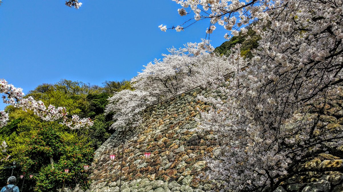 kurousagiX1's tweet photo. ●久松山付近の桜は満開です。3/29日 2023
…晴れた日が続いて青空の下で桜の写真が撮影できます。
…#鳥取 #風景 #春 #桜 https://t.co/onBzal99Bn