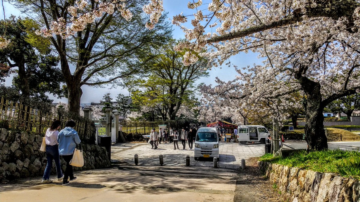 kurousagiX1's tweet photo. ●久松山付近の桜は満開です。3/29日 2023
…晴れた日が続いて青空の下で桜の写真が撮影できます。
…#鳥取 #風景 #春 #桜 https://t.co/onBzal99Bn