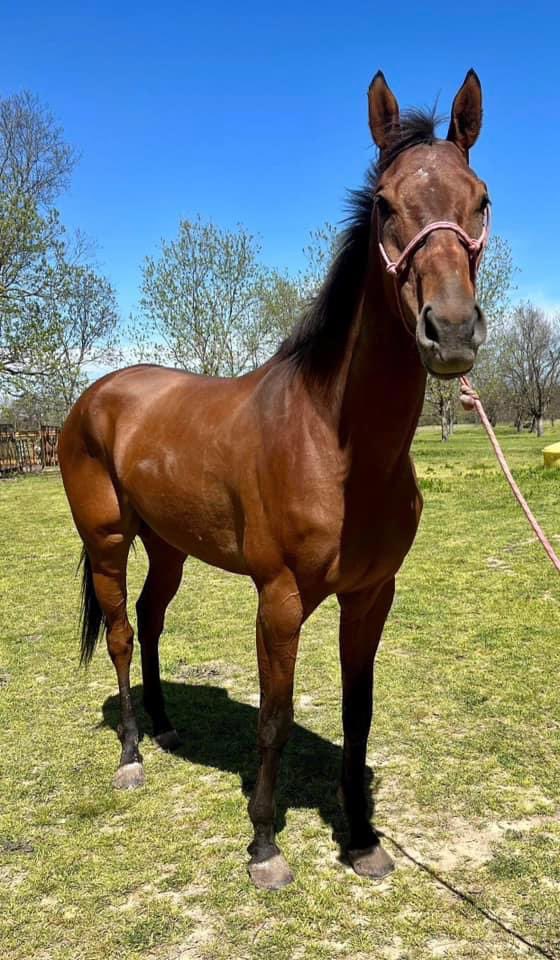 WestCanTB tweet media