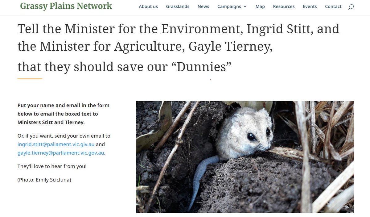 SIGN THE PETITION! 
Save the last small-marsupial of our basalt grasslands... the dunnies!
#fattaileddunnarts #dunnarty #WildOz #grasslands #basaltgrasslands #threatenedspecies #conservation #marsupials

grassyplains.net.au/Save-our-Dunni…