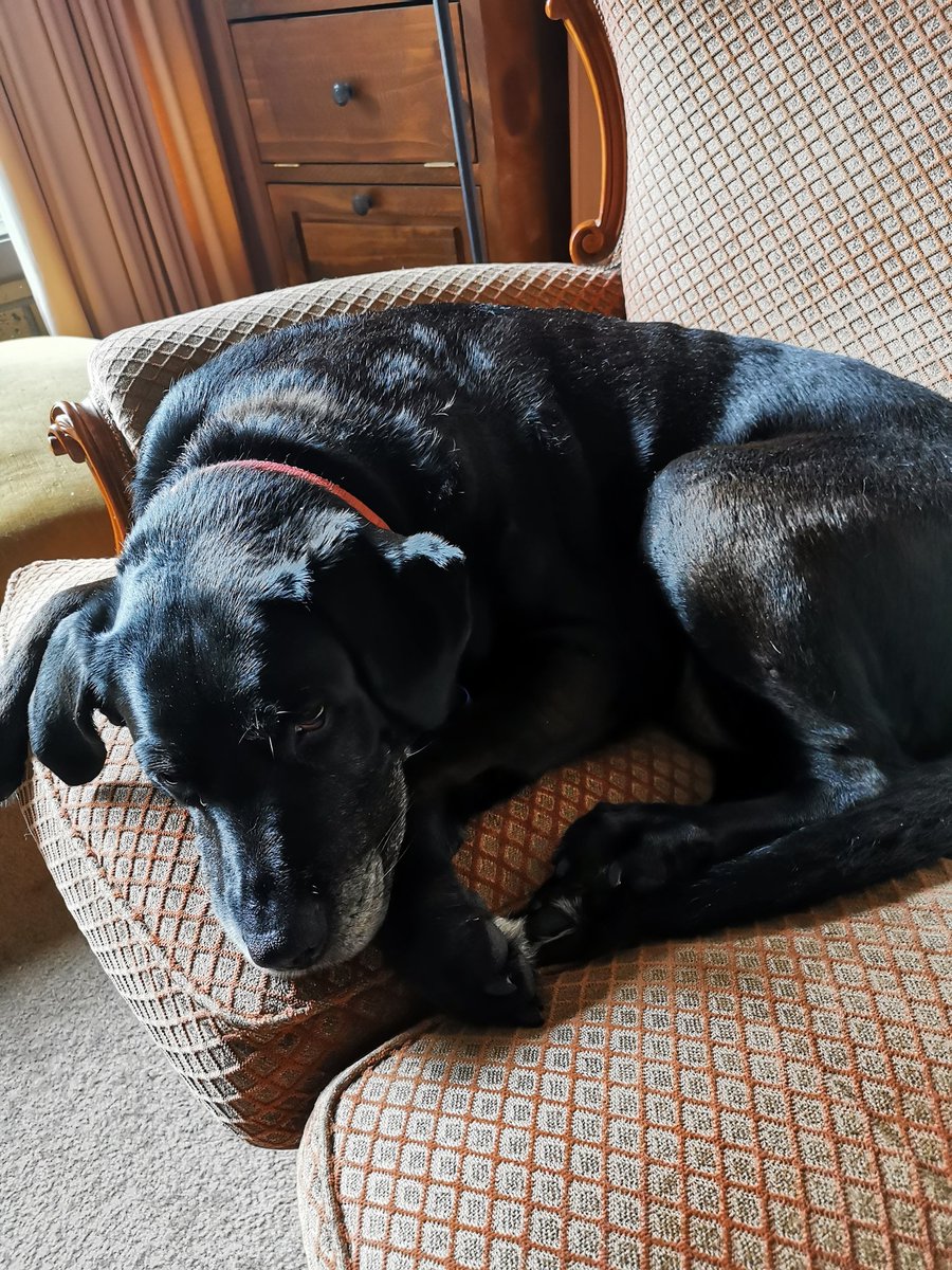 KleinRevd's tweet photo. @PhilHazell1 Gorgeous. Mine cuddles up next to me at every opportunity, now assisting me with a problem that has just arisen.  " I'll help you with the spelling. You can forget about that walk, my paws are not getting wet today."
#ServiceDogsRock ❤️ https://t.co/rjZbny8Z9n