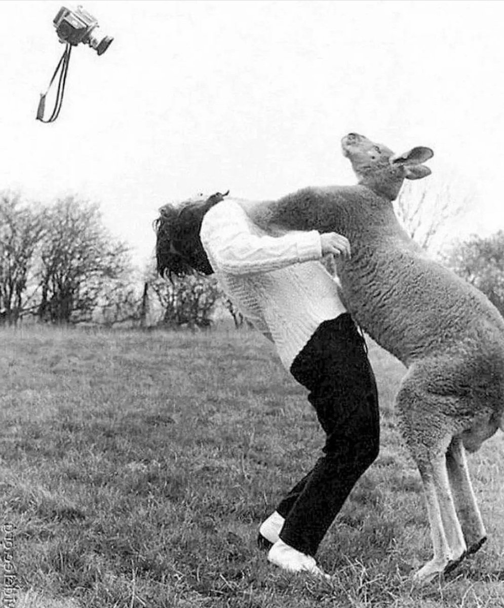 Kangaroo hits a photographer for trying to photograph him, 1967, England. Photo by Voller Ernst