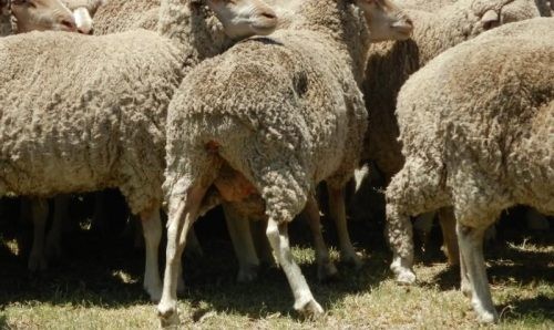 Major sheep meat processor Thomas Foods International has directed buyers to avoid mutton and lambs not prepared properly for post-sale processing

👉 loom.ly/clv_GS8