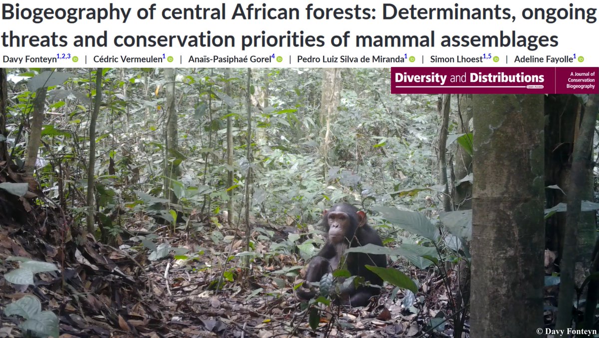 Valuing inventory data to better understand and protect large mammals in Central African forests @AgroBioTech @Cirad #SWMProgramme

Our new paper is out! 
onlinelibrary.wiley.com/doi/10.1111/dd…

#zoogeography #centralAfrica #Mammals #Primates #Ungulates #Carnivore #wildlife #bushmeat