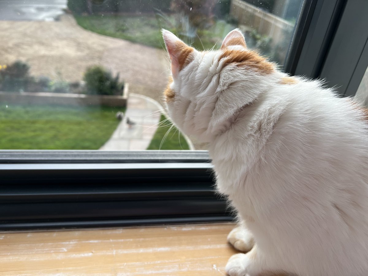 This mornings #Hedgewatch includes two ducks on my front path!!