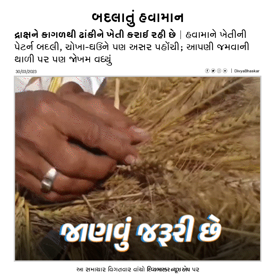 Divya_Bhaskar's tweet photo. દ્રાક્ષને કાગળથી ઢાંકીને ખેતી કરાઈ રહી છે : હવામાને ખેતીની પેટર્ન બદલી, ચોખા-ઘઉંને પણ અસર પહોંચી; આપણી જમવાની થાળી પર પણ જોખમ વધ્યું - https://t.co/VsEHdLY9zU
Download Divya Bhaskar App : https://t.co/oNZgPvNM6G
#Grapes | #GrapesFarming | #JanavuJaruriChhe | #જાણવુંજરૂરીછે https://t.co/7bnzteCXWR