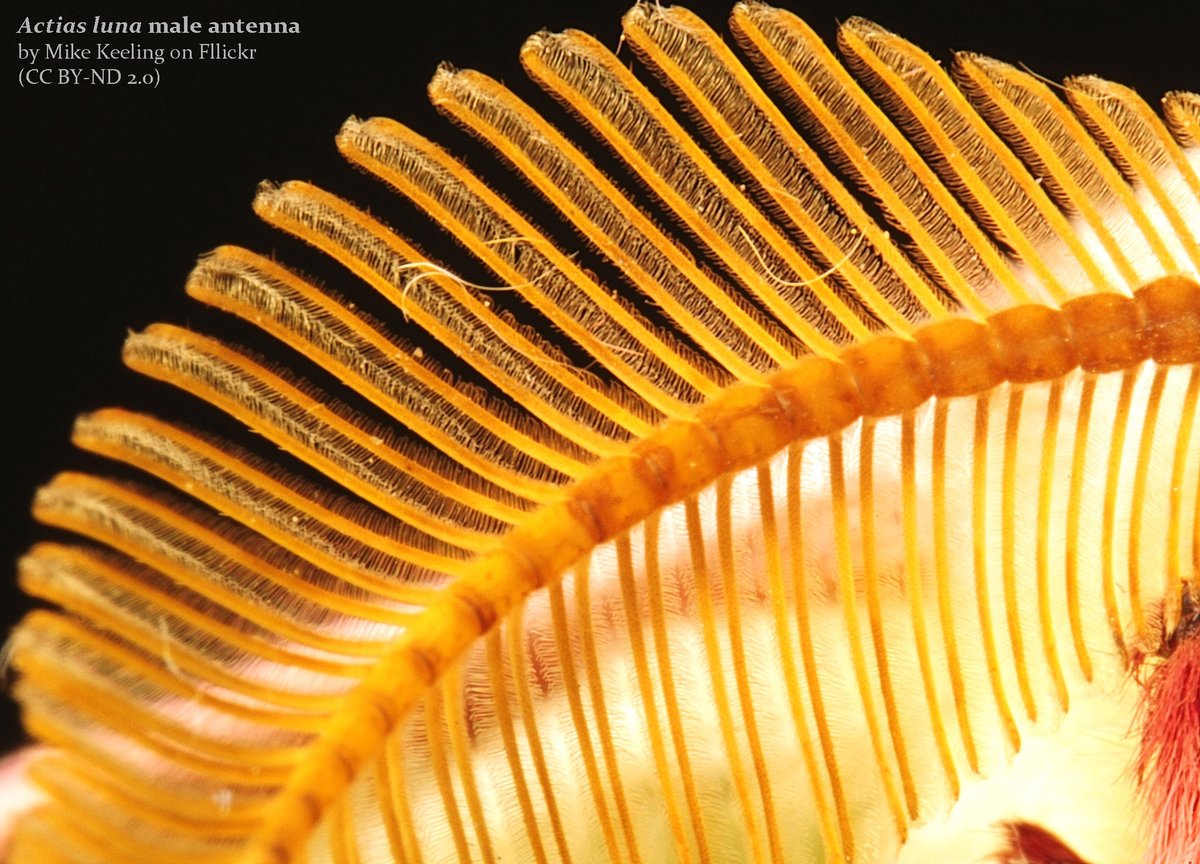 Muchos lepidópteros nocturnos o "polillas" tienen antenas plumosas 🪶 cuya mayor superficie en contacto con el aire les permite obtener más información de su entorno. Los ♂️, como el de la foto, suelen tenerlas más desarrolladas para detectar las feromonas que emiten las ♀️.