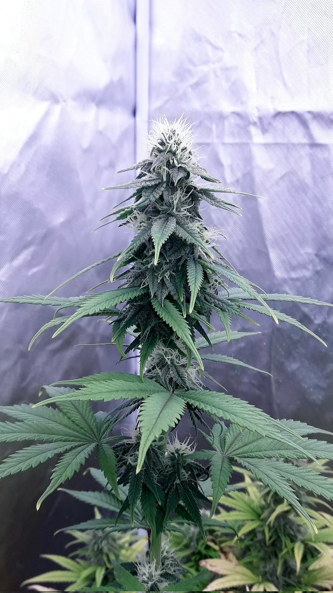 AdrycManellson's tweet photo. Weed Día Verde Mundo, con una #HellFireOg de @Kannabia_Samen en #AdrycsCove bajo #ThePureLed48oPro y en #PureTent #RefPet @ThePureFactory_ #Sust #CocoAllMix @ProXL_Spain powered todo by @DPlantasur,
Mi Hada y yo os Saludamos, deseando todo Alegría, Paz y #SemisDeColección...🧚♂️😎 https://t.co/gofnPBSUtW