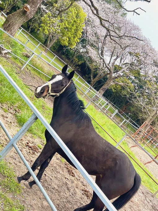お馬さん見てきた🐴🌸 