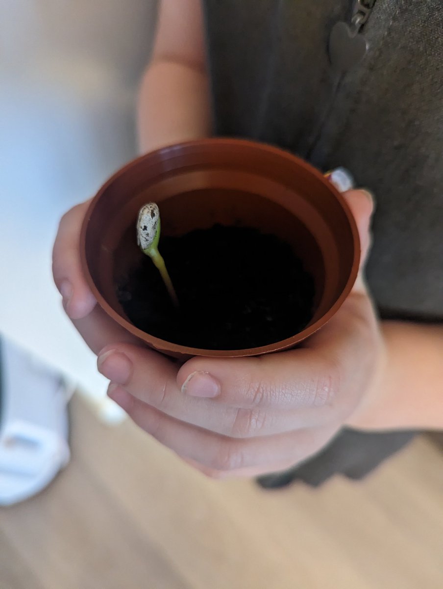 AliciaEmsell's tweet photo. @MundellaRockets Elsie loves seeing the progress her sunflower is making 🌻🌻 https://t.co/t9mkxiKRBu