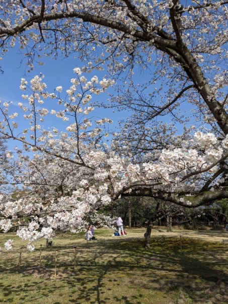 asianbagus2002's tweet photo. 桜も今年はエライ早めですね。栗林公園も外国人観光客���賑わってる様子🌸
花見もいいけど屋内で乾杯もいかがでしょう🍻
本日のクラフトは山口地ビール瀬戸内ヴァイツェン🍺
フルーティーな小麦のビールです。

＃お花見　＃瀬戸内ヴァイツェン　#タイ料理 https://t.co/K3enlXrzDj