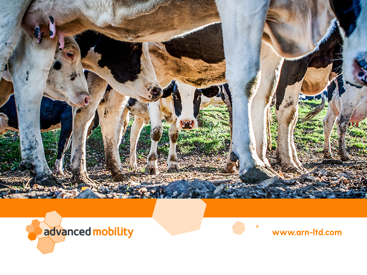 Nearly 40% of housed cattle in the UK could be affected by lameness! How are you tackling lameness prevention? Why not take a look at our Advanced Mobility division...

arn-ltd.com/how-we-can-hel…

#lamenessprevention  #cowmobility  #healthycows #productivecows