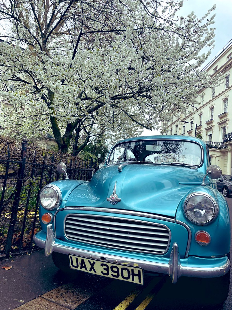 TinkerBole's tweet photo. Happy spring peeps  🌱🌸🐣 #spring #londonlife #wilsonthemoggy #blossoms #morrisminor https://t.co/oq8MwkcDdu