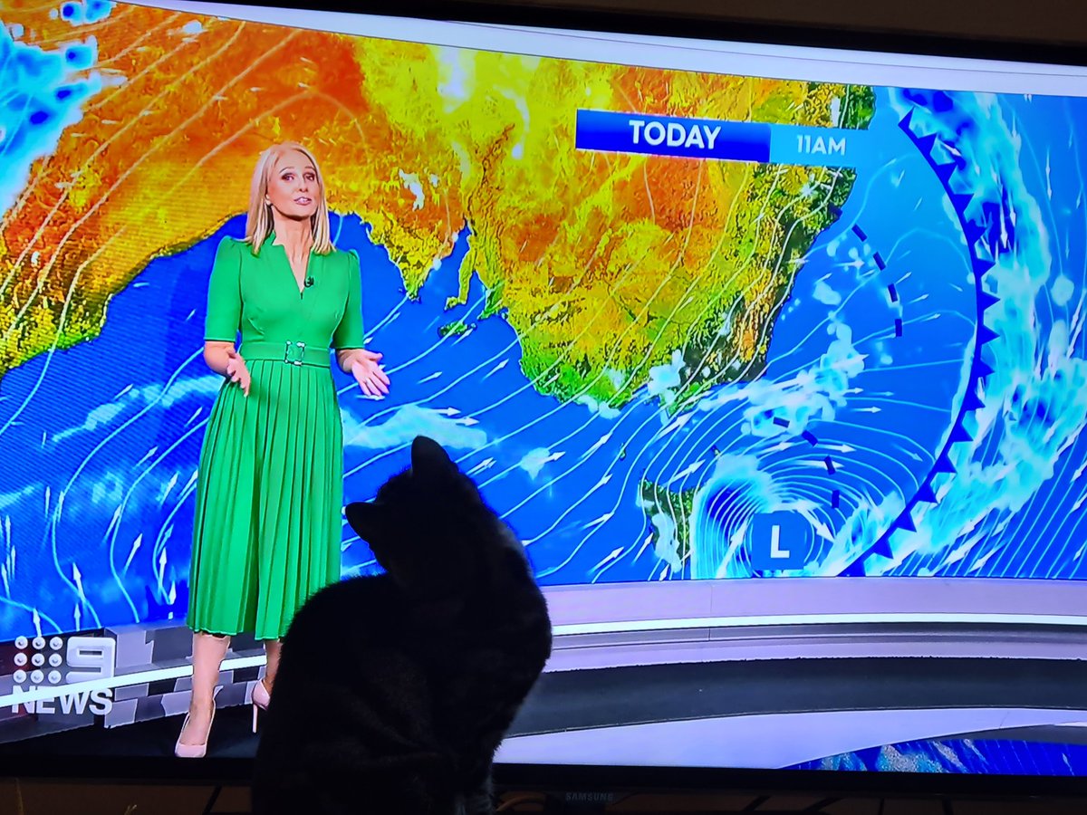 MHoranxo's tweet photo. @Channel9 @LNixon9 My cat, Obi, loves your weather! So do Mum and I, but we aren't as cute https://t.co/iNq8b8TXh1