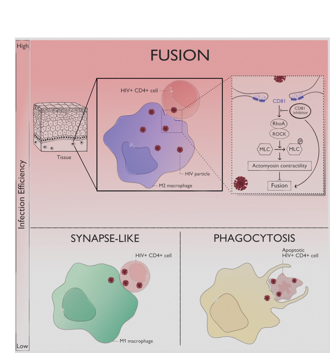 ChrisVerollet's tweet photo. And see the beautiful graphical abstract of our @JCellBiol  paper from the tatented illustrator @LastrucciC  former scientist at @IpbsToulouse ! https://t.co/Is9hU2JhR1