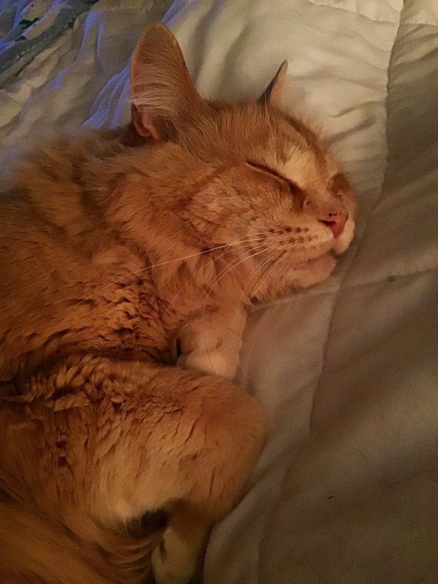 ImHibernating's tweet image. Is that a beautiful face or what??! #Simon #orangey #CatsofTwittter #gingercat #Cat