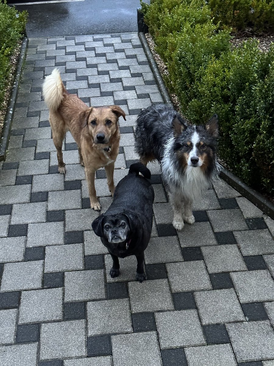 Zur Info: der Hund ist nass 😵