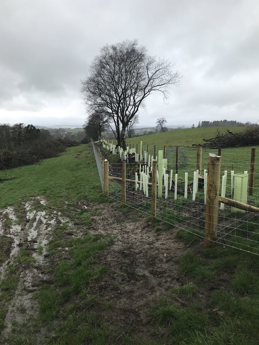 This year plantings on the Farmer led whole catchment project. Restoring the tree cover of the gullies and field boundaries. Joining revitalised #hedgesandedges together for shelter for stock and wildlife alike @severnrivers @CoedCadw @WGRural @FarmInterlace @slowtheflow_UK