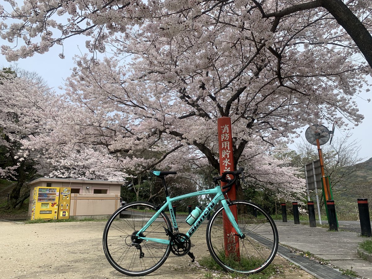 sera63971925381's tweet photo. 桜見に行った！ https://t.co/5Wp9aG42zy