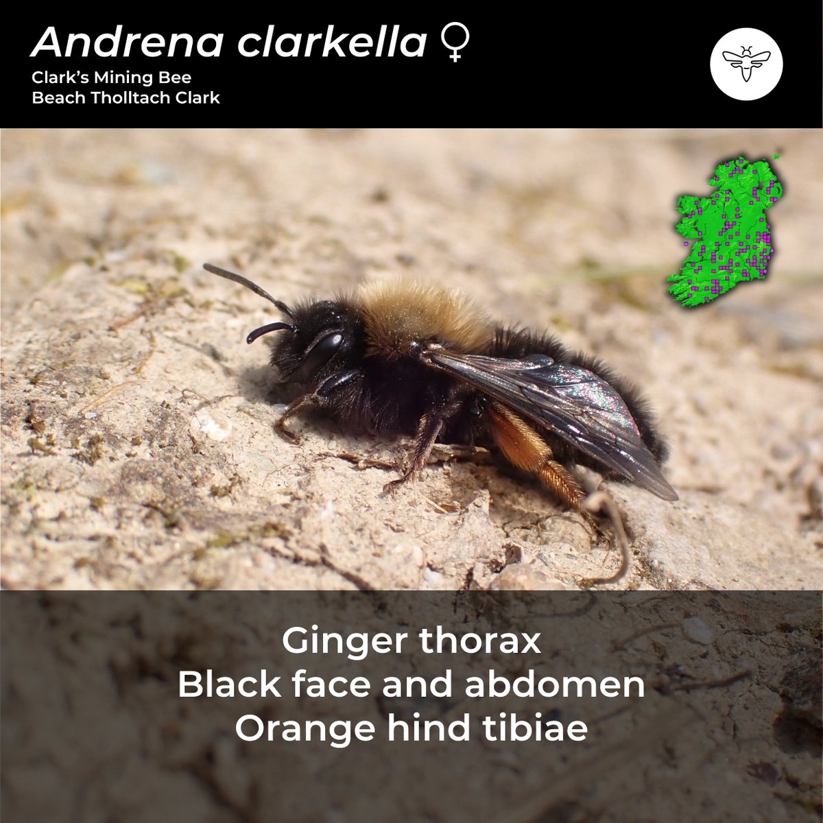 BeesOfIreland's tweet image. Day 3: #CouchTo10SpringBees

Sexual dimorphism is when the sexes of the same species have different morphological characteristics as highlighted perfectly in Andrena clarkella, below.

@PollinatorPlan @BioDataCentre @NatureRTE