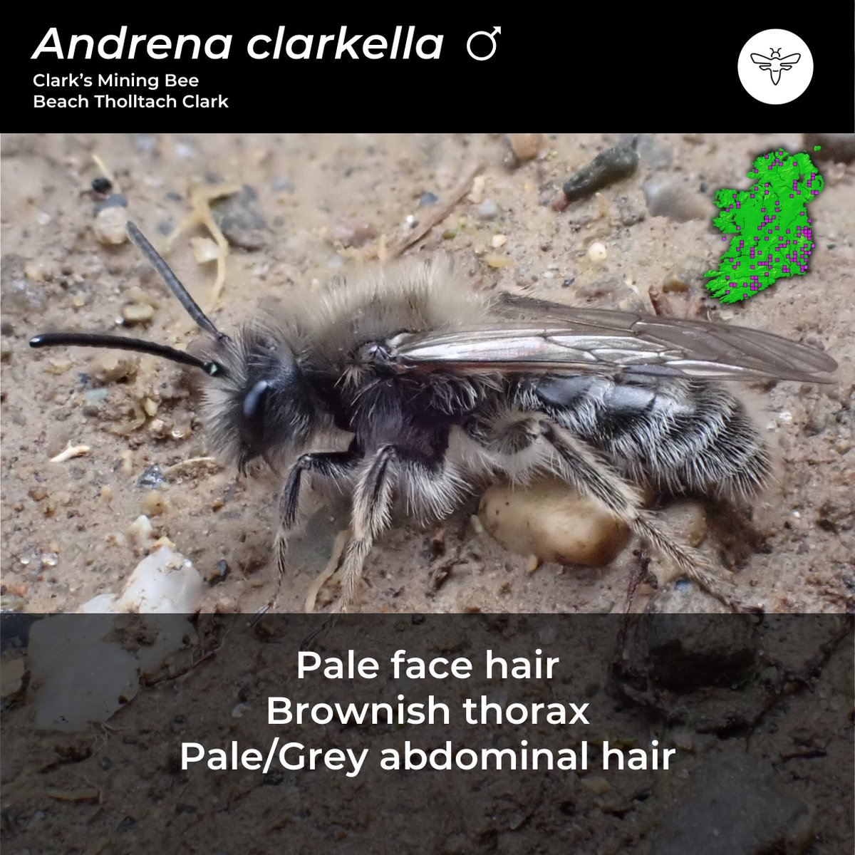 BeesOfIreland's tweet image. Day 3: #CouchTo10SpringBees

Sexual dimorphism is when the sexes of the same species have different morphological characteristics as highlighted perfectly in Andrena clarkella, below.

@PollinatorPlan @BioDataCentre @NatureRTE