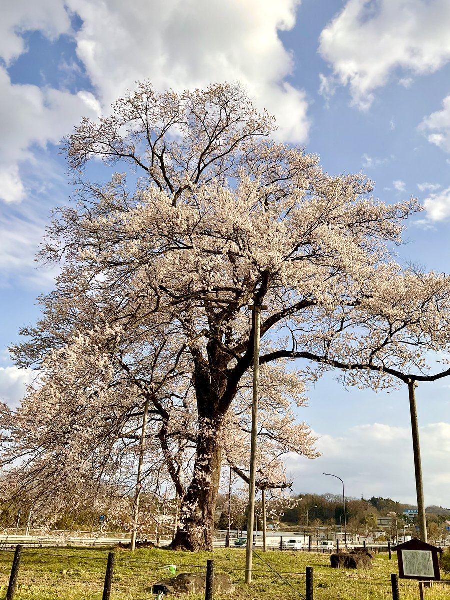 二本松の桜‼️

#驚きと感動のリレー0330