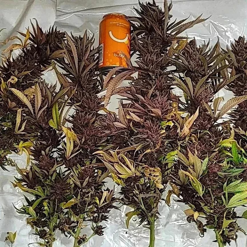 TyBudzGenetics's tweet photo. Grape Disciple 🧘‍♀️
🍇🔥🍇🔥🍇🔥🍇
Feminized Seeds https://t.co/dSdZC59MTD
