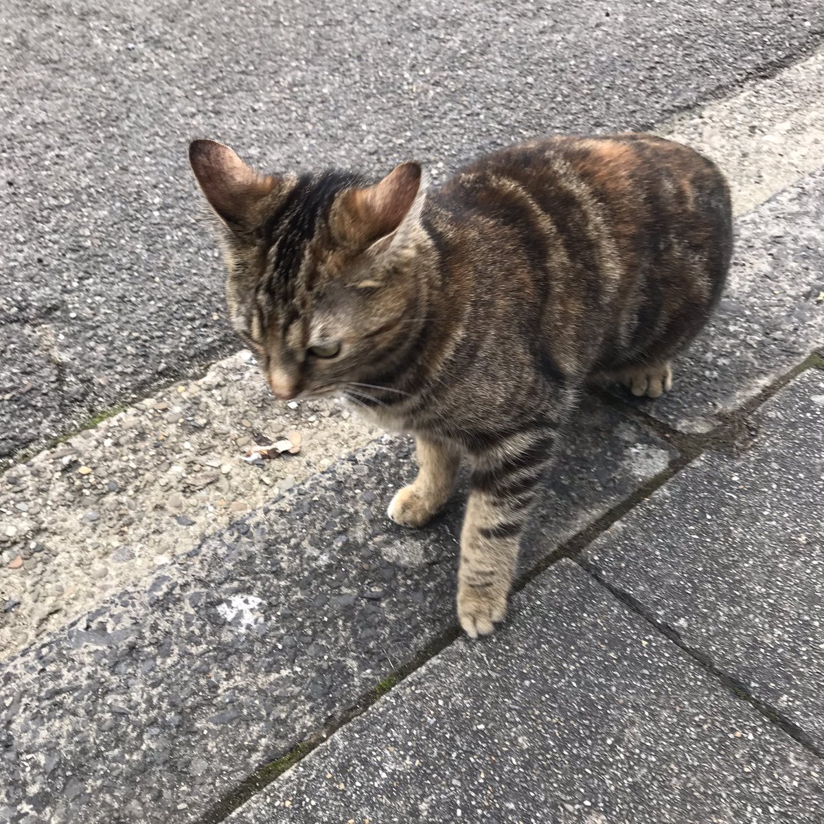 realityglimpses's tweet photo. Ludzie do pracy #koty harcują.
#CatsOfTwitter #catsofBelgium https://t.co/WhTQJjuTX7