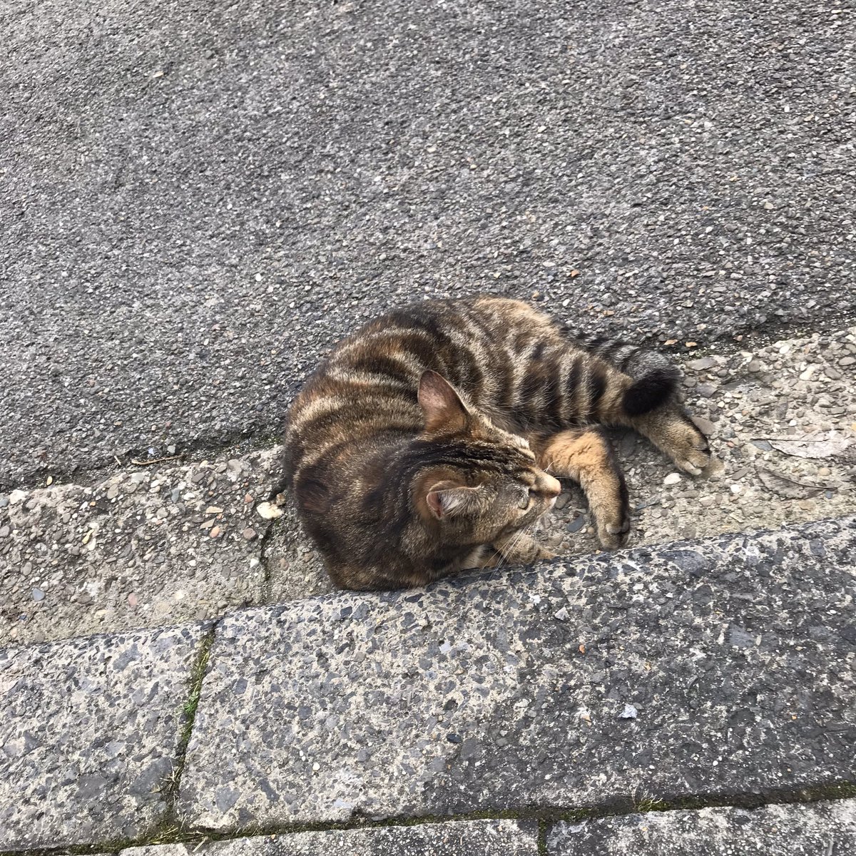 realityglimpses's tweet photo. Ludzie do pracy #koty harcują.
#CatsOfTwitter #catsofBelgium https://t.co/WhTQJjuTX7