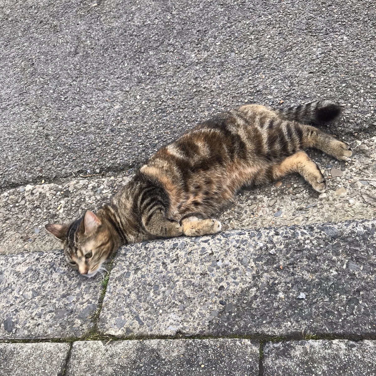 realityglimpses's tweet photo. Ludzie do pracy #koty harcują.
#CatsOfTwitter #catsofBelgium https://t.co/WhTQJjuTX7