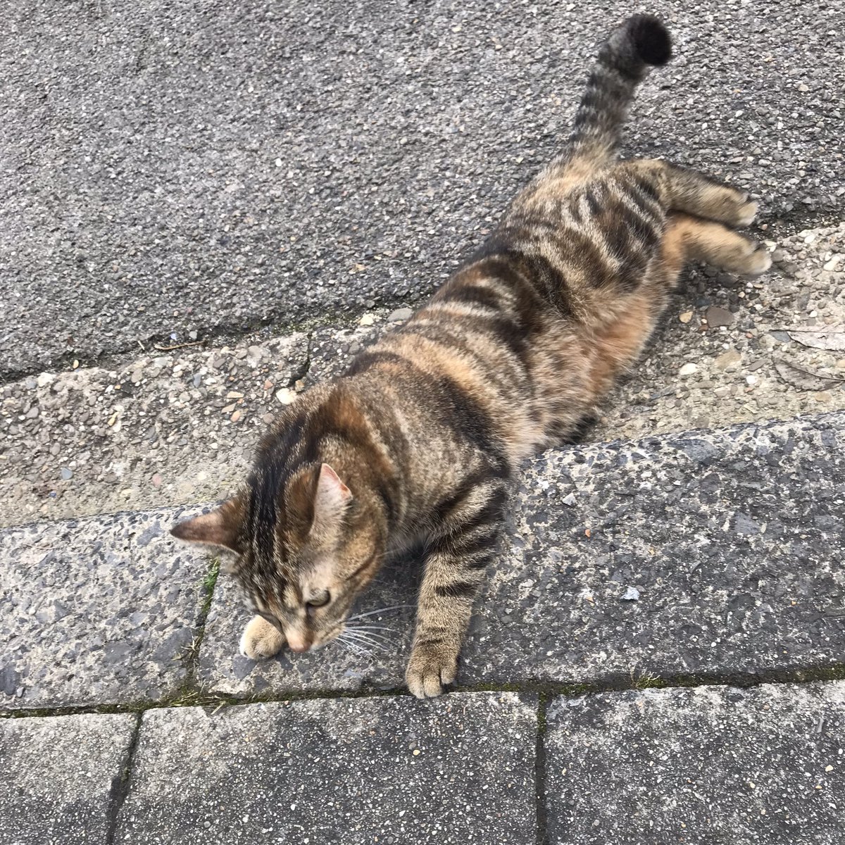 realityglimpses's tweet photo. Ludzie do pracy #koty harcują.
#CatsOfTwitter #catsofBelgium https://t.co/WhTQJjuTX7