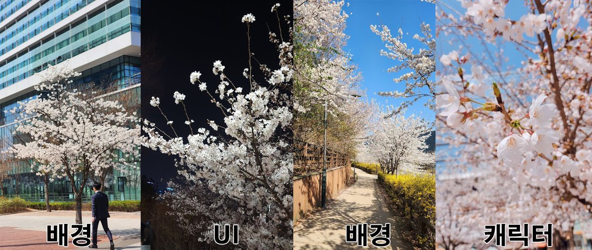 Anpolly's tweet photo. 회사 사람들 각�� 벚꽃 사진을 찍어 왔는데 직군별 차이가 재밌다 😂 https://t.co/bK5JiT2gIS