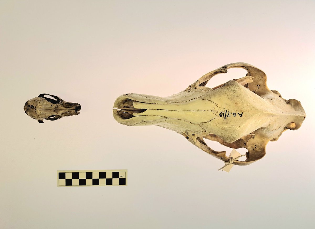 Jack Ashby tweet media