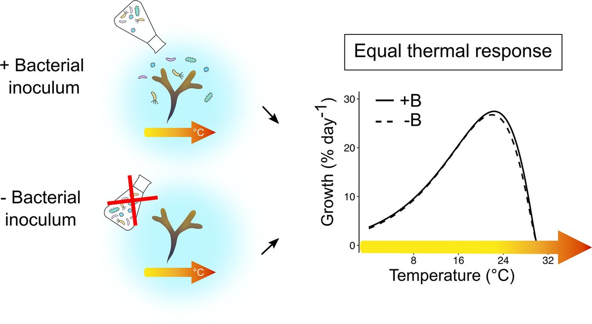 Some sad news for us holobiont (@Hologenomes) fans: no bacterial rescue in a thermally stressed brown seaweed doi.org/10.1016/j.scit… Nonetheless very excited to have these (negative) results out in STOTEN