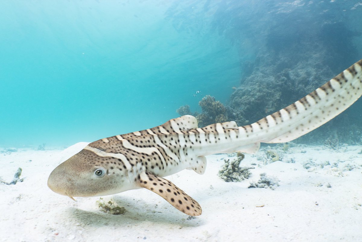 resharkorg's tweet photo. 🌊 AUDREY'S FIRST MOMENTS! Cruising along the water surface, before heading down to explore the sandy seabed, rocky areas & into the #mangroves, we got to follow Audrey during her first curious moments after being released in the Wayag Lagoon! #ReShark #StARProject #zebrashark https://t.co/UkurAmga37