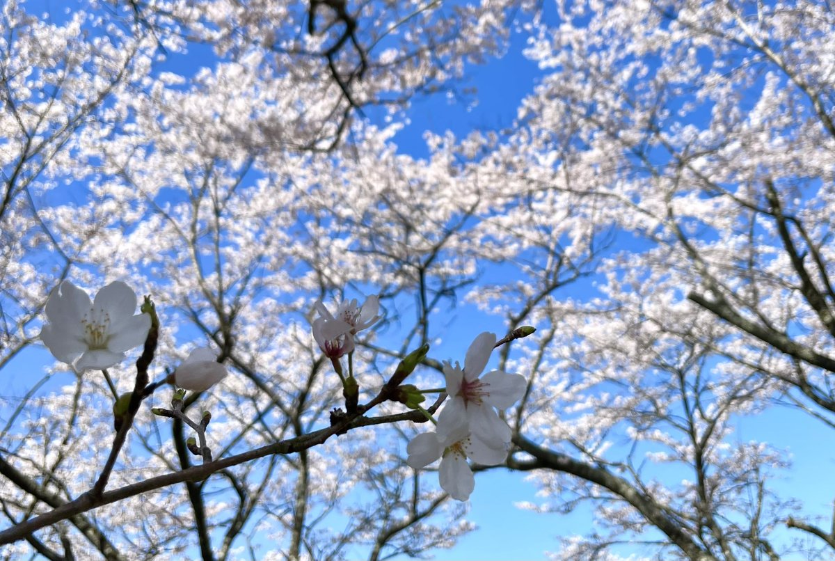 「春!出掛けたら大きめの公園で桜がかなり開いてた〜! 」|フジノキのイラスト
