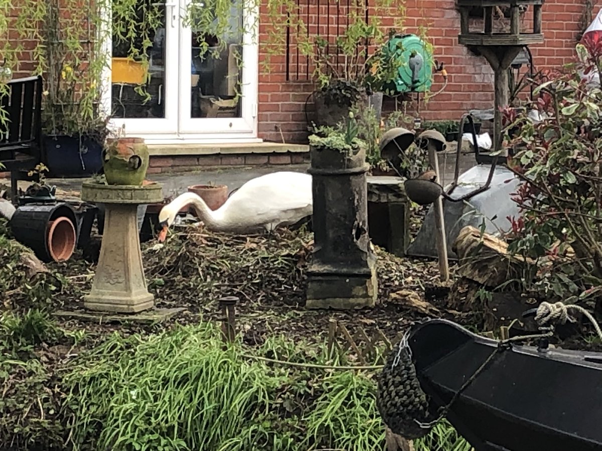 SwanwatchUk's tweet photo. SWANWATCH UK NEST COUNT NOW RISED UP TO 121 pairs of mute swans Still hundreds and thousands still to come #swanwatchuk #swansnest. https://t.co/oiRzkixe6R