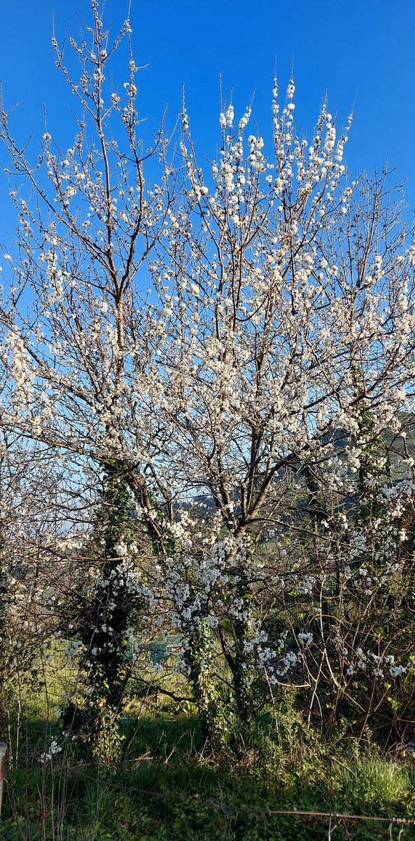 adjuntoausente's tweet photo. Entre yo y la primavera, habita un verano.
#ComparteTuPaseo https://t.co/xk4r5Jp9uj