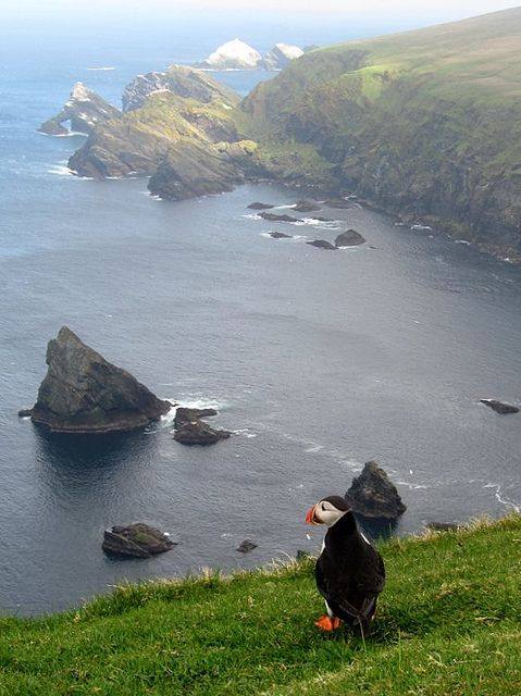 A Puffin Admiring the View, Hermaness, Northern Shetland Islands, Scotland!💙🏴󠁧󠁢󠁳󠁣󠁴󠁿