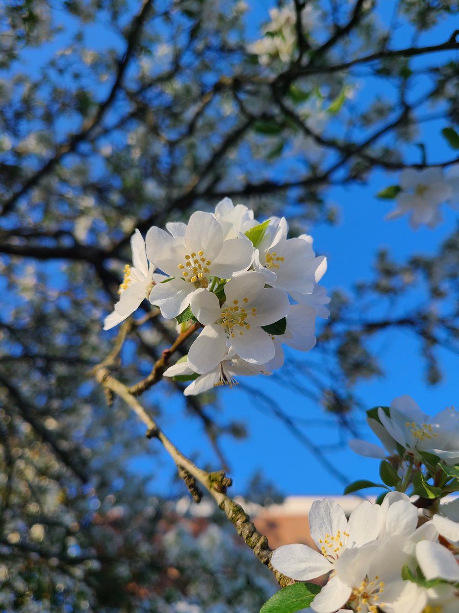 Megan_Cheesy's tweet photo. Kicking off my return to Twitter with some classic flower photos https://t.co/U8uMhU6DWG