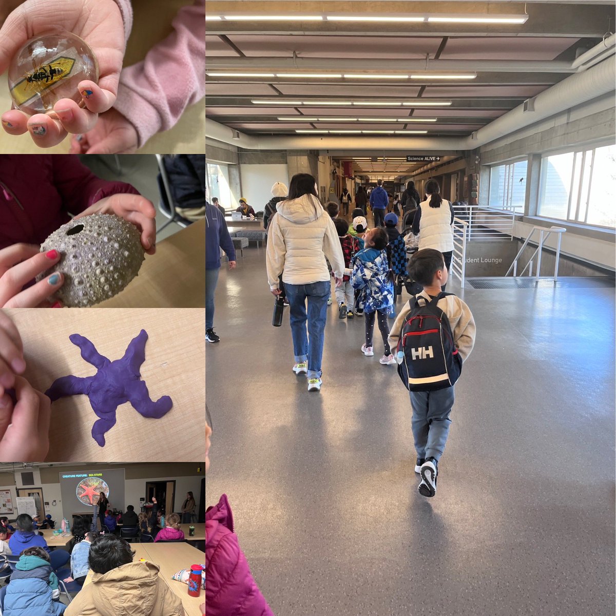 Divisions 11+12 visited SFU’s Science Outreach Program - Science in Action- today to do some hands on learning about the insects and habitat of a kelp forest! #WhenYourSchoolIsOnCampus @SFU #FutureScientists