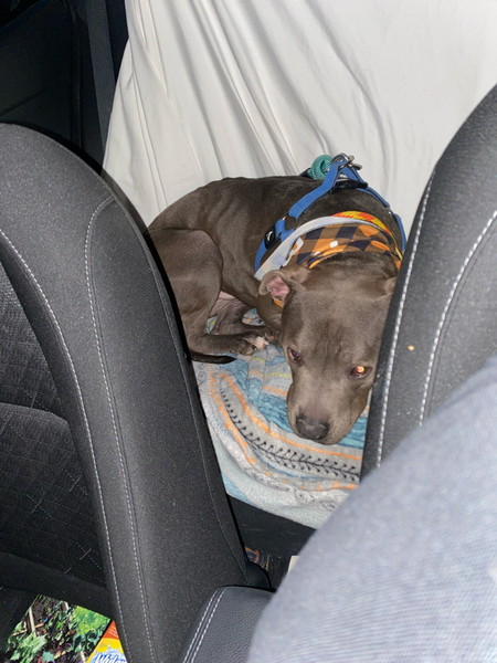 Adoptable #Dog #Chewchew_PIMAAZ_01 All tuckered out after his day trip. https://t.co/bXh84cEPKI https://t.co/1dGjSbYSQe