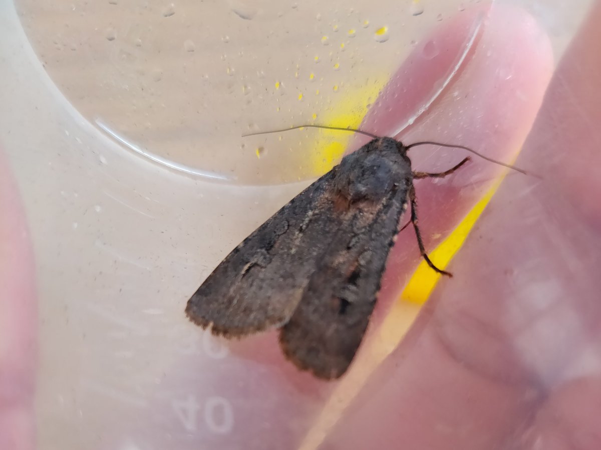 Anna_Honkanen's tweet photo. Bogong moths have finally begun their autumn #migration back to their breeding grounds! They're a month late this year, but we wish them safe travels and a successful breeding season! Come back to the #AustAlps in great numbers next spring!
#Bogongmoth #Agrotisinfusa https://t.co/WYkr73o0pK