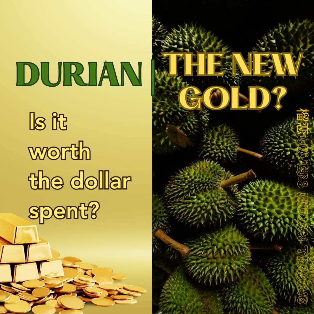 BongJoe6's tweet photo. What it means to buy durians when it is not peak season? You are spending MORE to get reasonable quality durians as durian pricing is controlled not by quality but by the amount of SUPPLY versus DEMAND. Why not wait for best timing to satisfy your durian cravings? 🧐

👉FOLLOW US https://t.co/ESp4bbtX0J