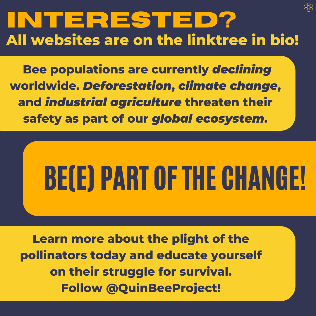 quinbeeproject's tweet photo. Spread the word, save the bees 🐝🌻 Education is key to spreading awareness about bees and their struggle. Let's do our part in learning and sharing knowledge about the vital role bees play in our ecosystem!

#savethebees #educationmatters #bees #climatecrisis #eco #awareness https://t.co/isbRxmVS8d