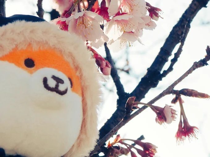 あ!せっかくの絶景なのにぽりまう連れてきてない!て、絶望する夢を見たよ 