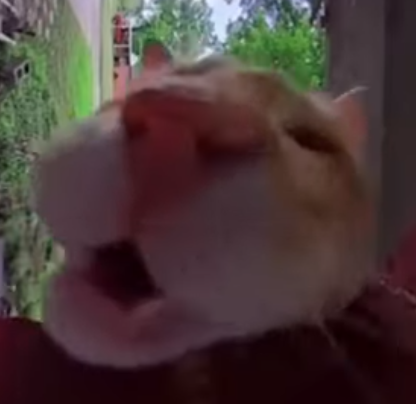 Pelo (@_srpelo_) on Twitter photo 